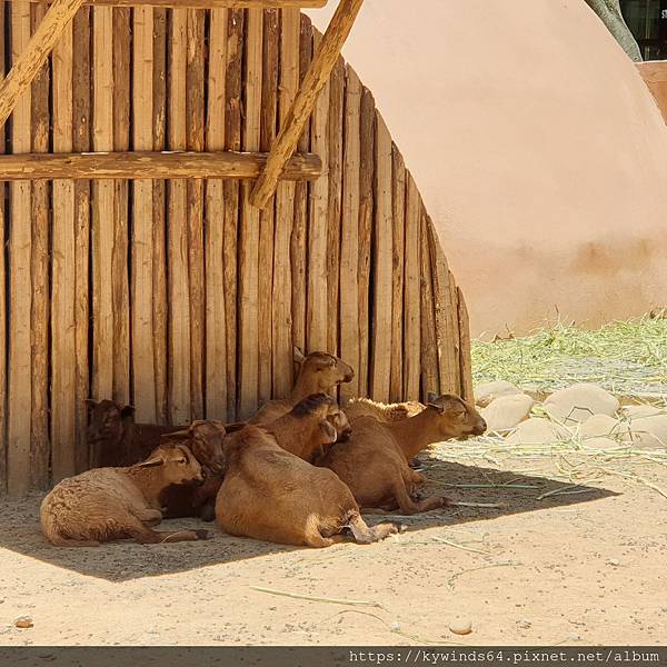 06-28-新竹動物園 (26).jpg