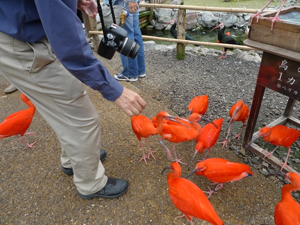 超酷! 松江花鳥公園