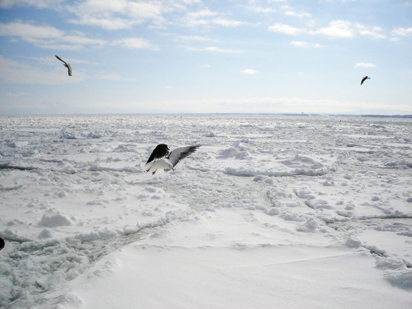 網走流冰   極光號碎冰船  鄂霍次克流冰館 濤沸湖水鳥