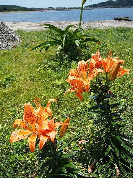 etoko_00713 etoko_00713