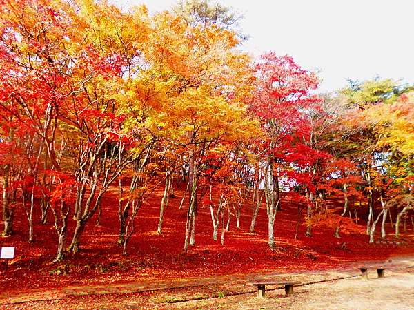 修善寺紅葉祭 嬉遊記 痞客邦