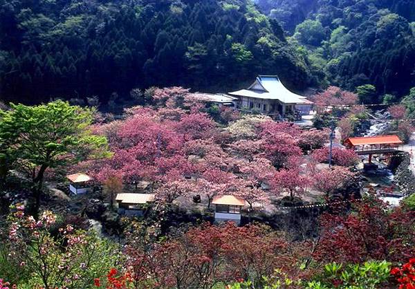 大分賞櫻名所 嬉遊記 痞客邦