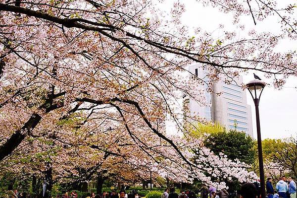 淺草 觀音寺 淺草三社祭   夏越大祓 隅田公園