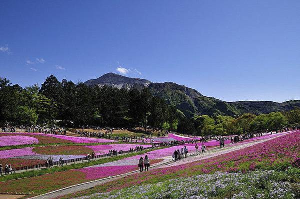 羊山公園─芝櫻之丘