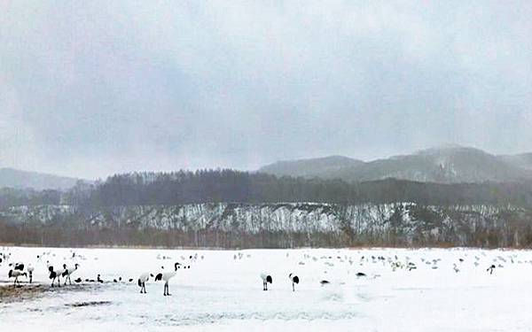 東北海道 釧路、帶廣、網走之旅