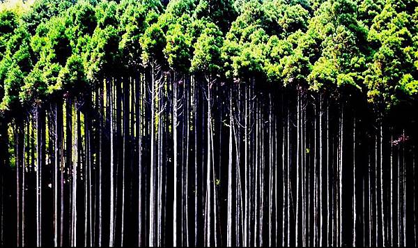 電影「古都」的舞台　京都・北山杉之里  中川