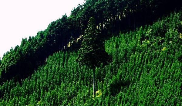 電影「古都」的舞台　京都・北山杉之里  中川