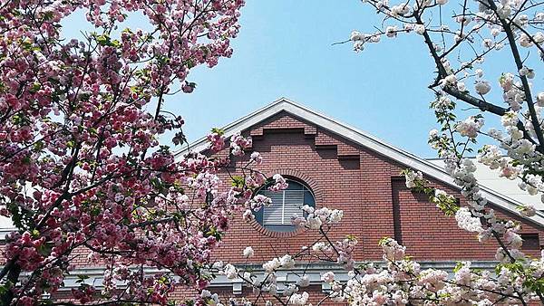 大阪造幣局櫻花通道