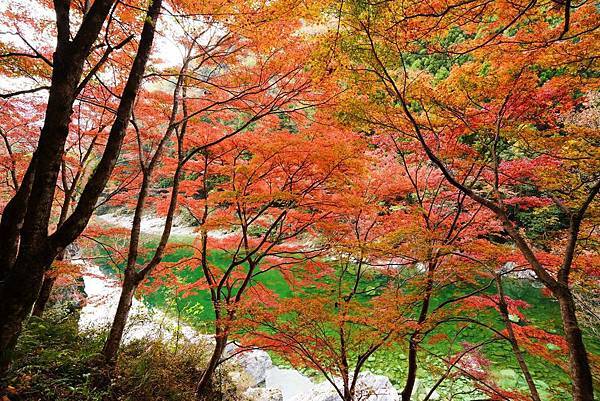 紅葉散步 奧入瀨溪流 十和田湖 蔦沼