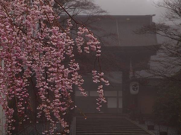 高野山之櫻與石楠花