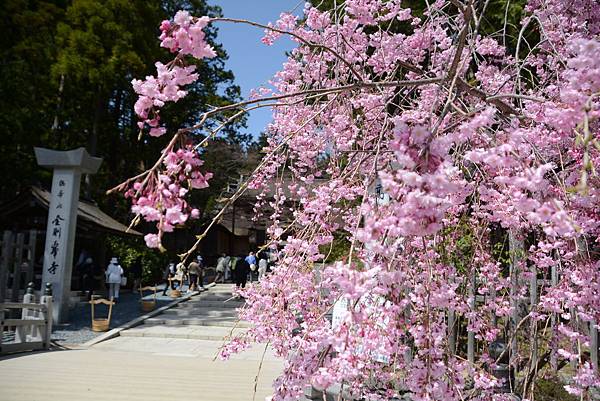 高野山之櫻與石楠花