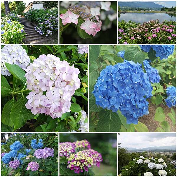 真夏的和歌山紫陽花七變化 嬉遊記 痞客邦