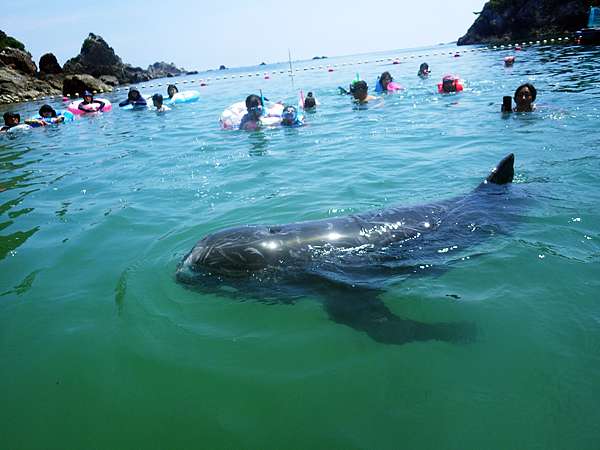 太地町鯨魚博物館森浦灣海上遊歩道與寬吻海豚 里氏海豚相見歡 嬉遊記 痞客邦