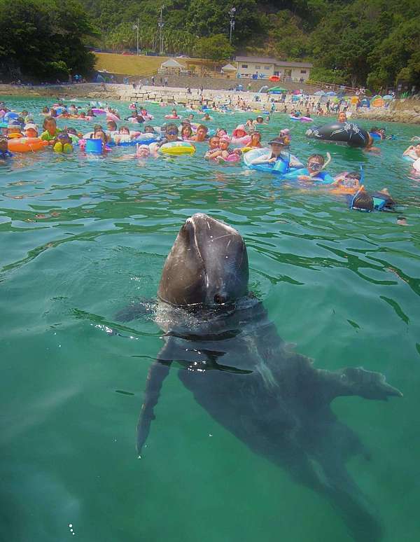 太地町鯨魚博物館森浦灣海上遊歩道與寬吻海豚、里氏海豚相見歡@ 嬉遊記