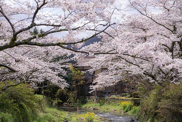 20200403-105705_石見銀山の桜（大田市）⑦