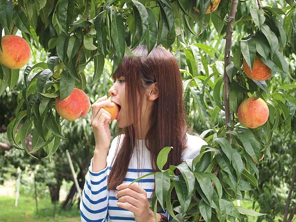 長野縣 須坂市・小布施町・高山村・飯綱町