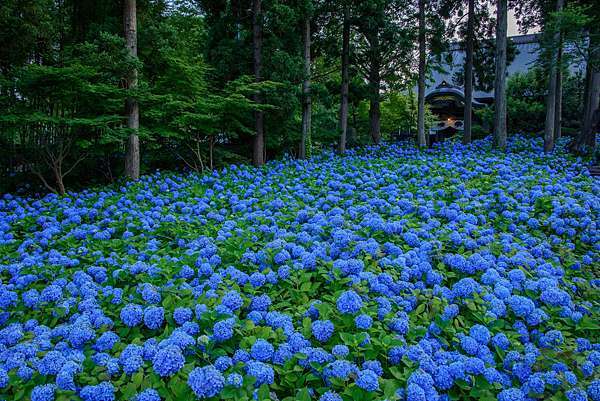 絕景雲昌寺繡球花美鄉町薰衣草十之瀬藤之鄉秋扇湖水没林 嬉遊記 痞客邦 絕景雲昌寺繡球花美鄉町薰衣草十之瀬藤之鄉秋扇湖水没林 嬉遊記 痞客邦