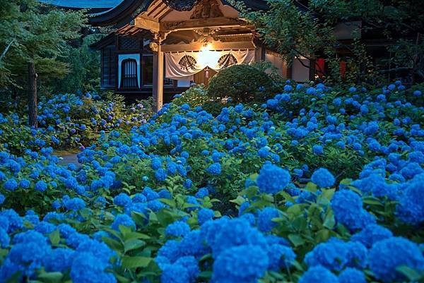 男鹿半島雲昌寺的繡球花海死之前必去的絶景首選 嬉遊記 痞客邦 男鹿半島雲昌寺的繡球花海死之前必去的絶景首選 嬉遊記 痞客邦