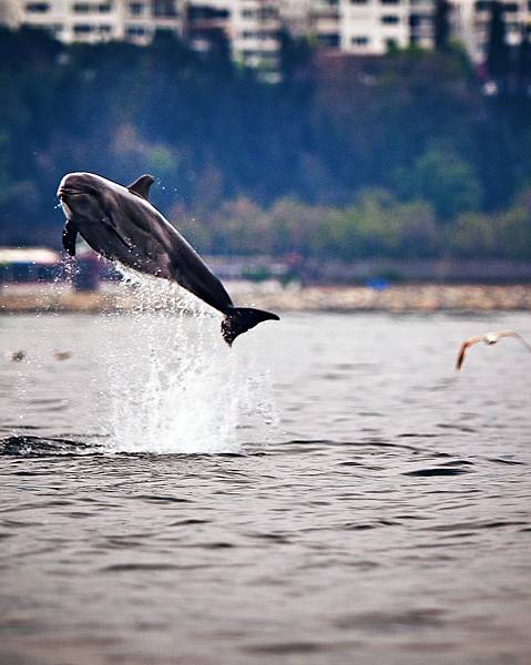 img_213685_4 img_213685_4