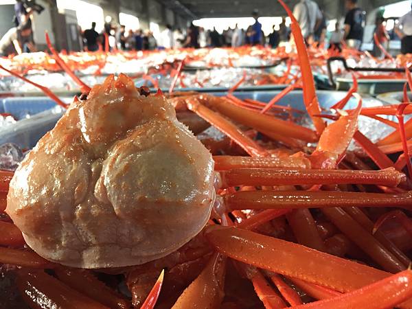 螃蟹季節開始了！ 香住蟹9月1日解禁