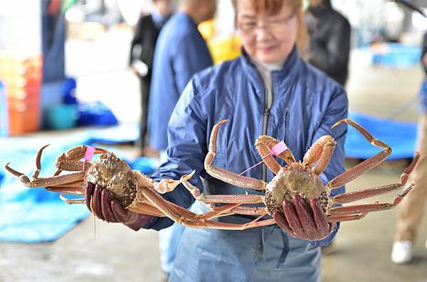 螃蟹季節開始了! 香住蟹9月1日解禁 螃蟹季節開始了! 香住蟹9月1日解禁