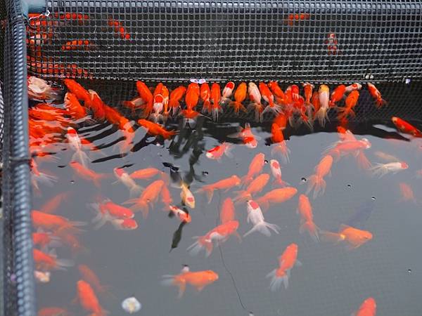 大和郡山金魚之里 嬉遊記 痞客邦