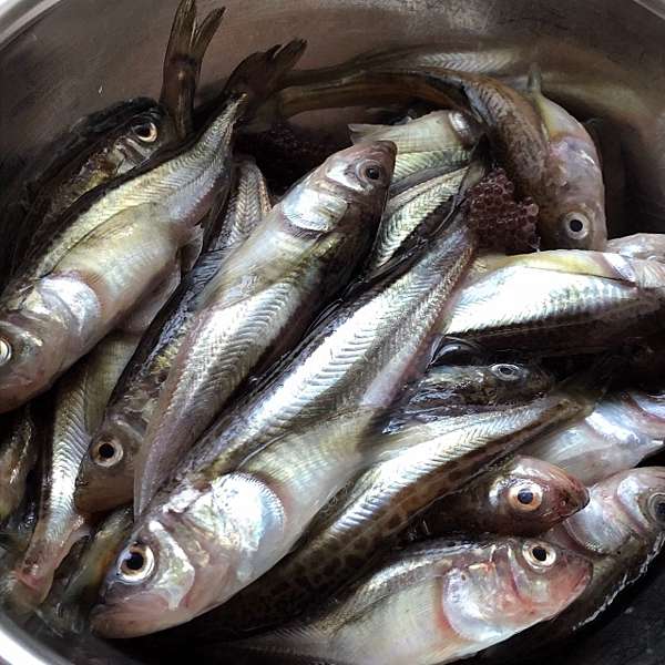 秋田名物 花善雞肉飯稻庭烏龍速食麵雷魚 鹹魚汁鍋 嬉遊記 痞客邦