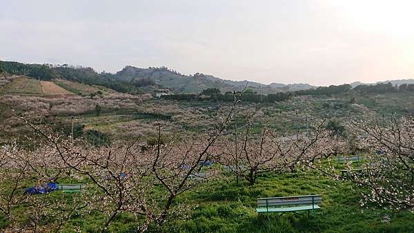 梅林 和歌山
