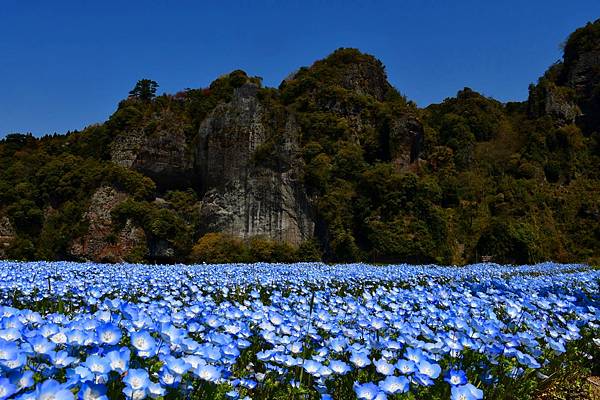 domon-nemophila_free