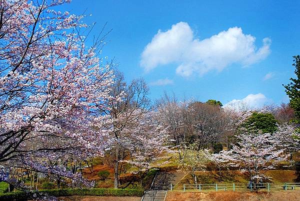 花現茨城櫻川磯部稻村神社日立駅平和通櫻花隧道龍崎巿般若院古河桃花 嬉遊記 痞客邦