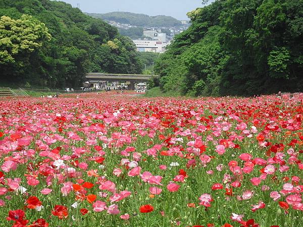 神奈川賞櫻賞花名勝