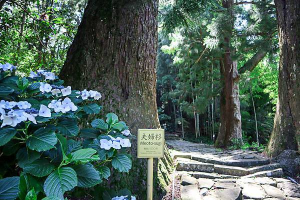 大門坂紫陽花４