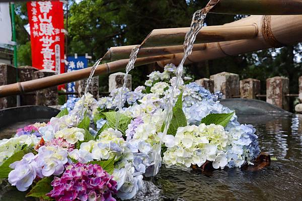 青岸渡寺紫陽花１