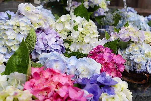 真夏的紫陽花七變化 嬉遊記 痞客邦