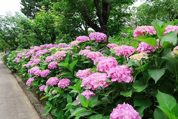 真夏的紫陽花七變化 嬉遊記 痞客邦