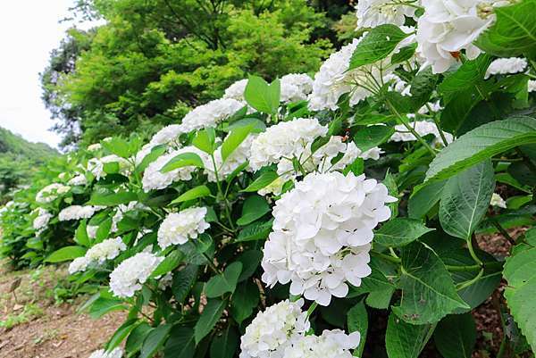 真夏的紫陽花七變化 嬉遊記 痞客邦