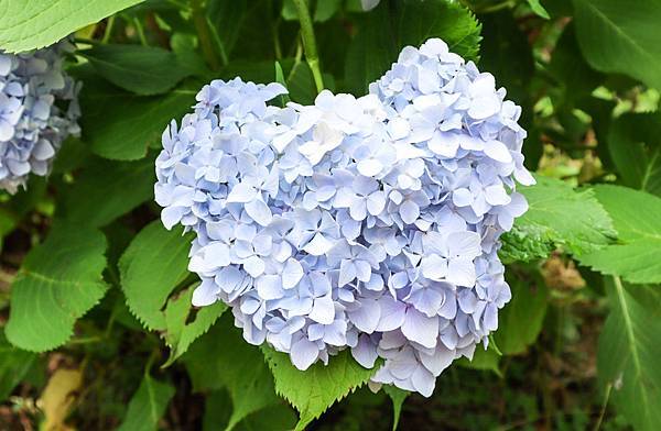 真夏的紫陽花七變化 嬉遊記 痞客邦