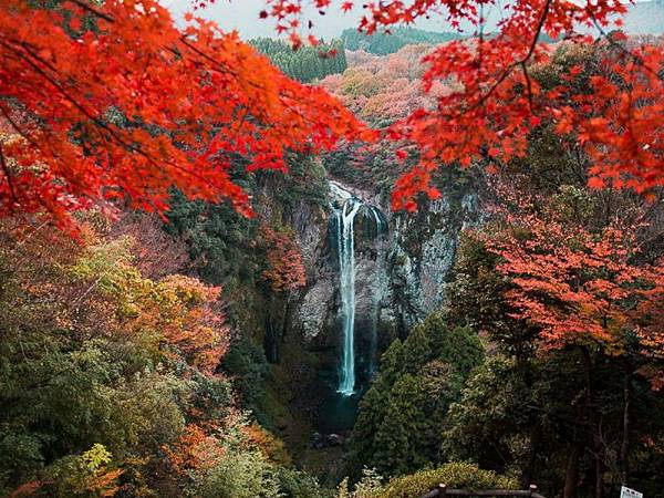 大分賞楓11選  一目八景 九醉溪  Iichiko日田  