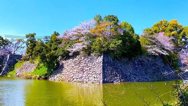 大和郡山  金魚之里