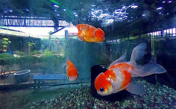 大和郡山  金魚之里