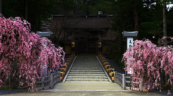 高野山之櫻與石楠花