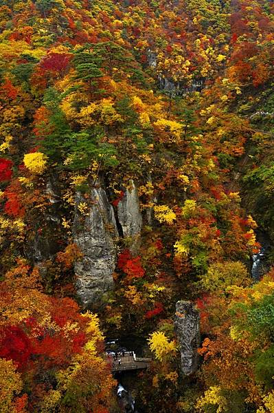 紅葉 鳴子峽 栗駒山 蔵王ECO-LINE 秋保大