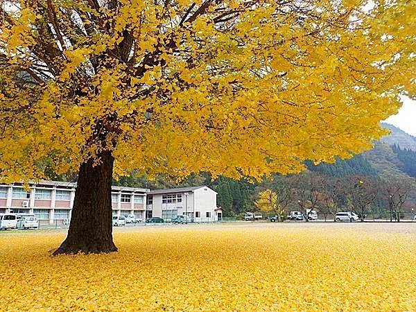 鳥取紅葉地圖