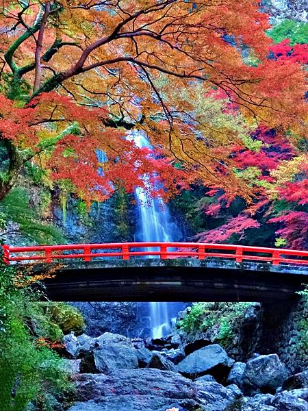 大阪賞楓首選 箕面公園 聖尾寺