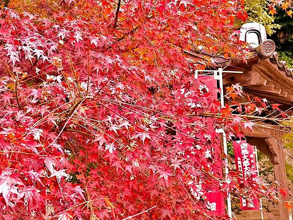 島根之秋  神在月  鱷淵寺  一畑藥師  淨善寺