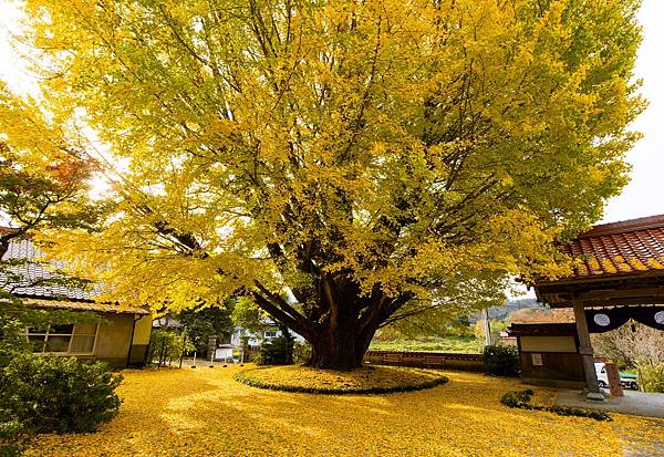 島根之秋  神在月  鱷淵寺  一畑藥師  淨善寺