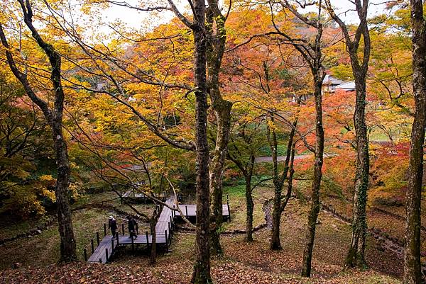 大分賞楓11選  一目八景 九醉溪  Iichiko日田  