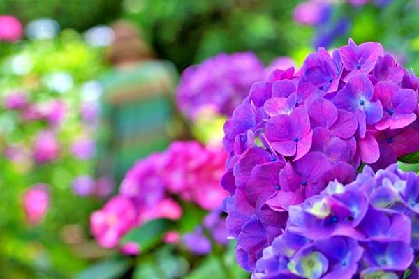 南伊豆  南之櫻與油菜花祭  下田公園繡球花    瓜木崎野