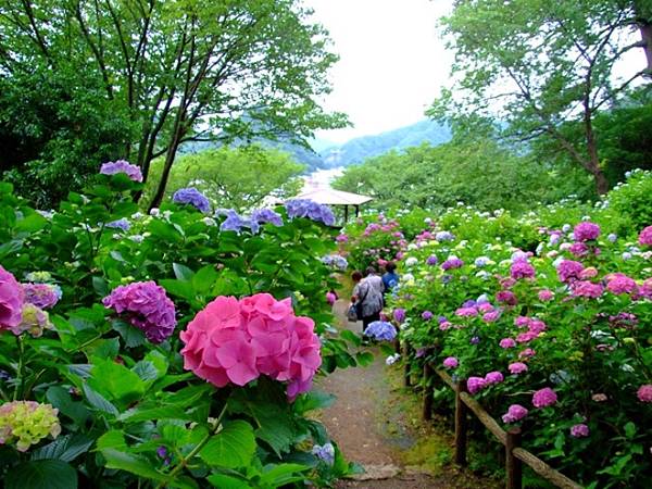 南伊豆  南之櫻與油菜花祭  下田公園繡球花    瓜木崎野