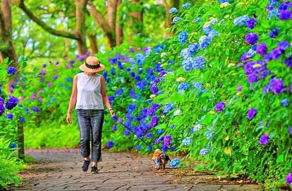 南伊豆  南之櫻與油菜花祭  下田公園繡球花    瓜木崎野